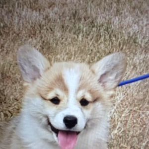 Meet your Posher, Joan